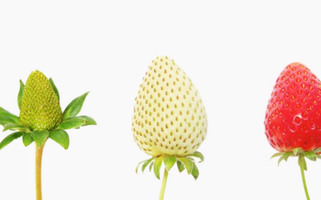 The Five Stages of Small Business Growth